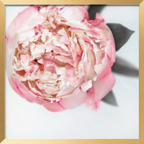 Blush peony III Poster