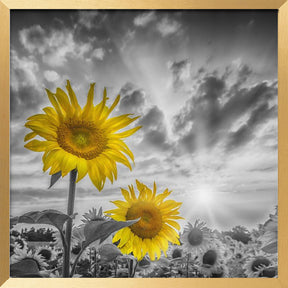 Focus on two sunflowers Poster