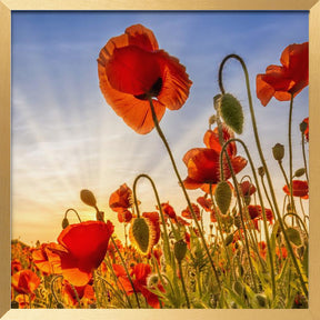 Fascinating poppies Poster