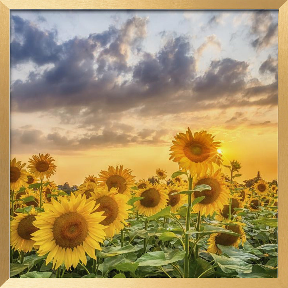 Sunflowers in the evening Poster