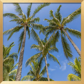 Lovely Palm Trees Poster