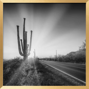 SAGUARO NATIONAL PARK Setting Sun | Monochrome Poster