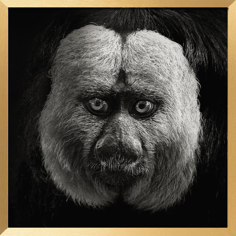 White-Faced Saki Poster