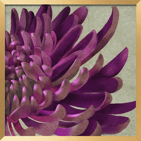 Chrysanthemum Purple Poster