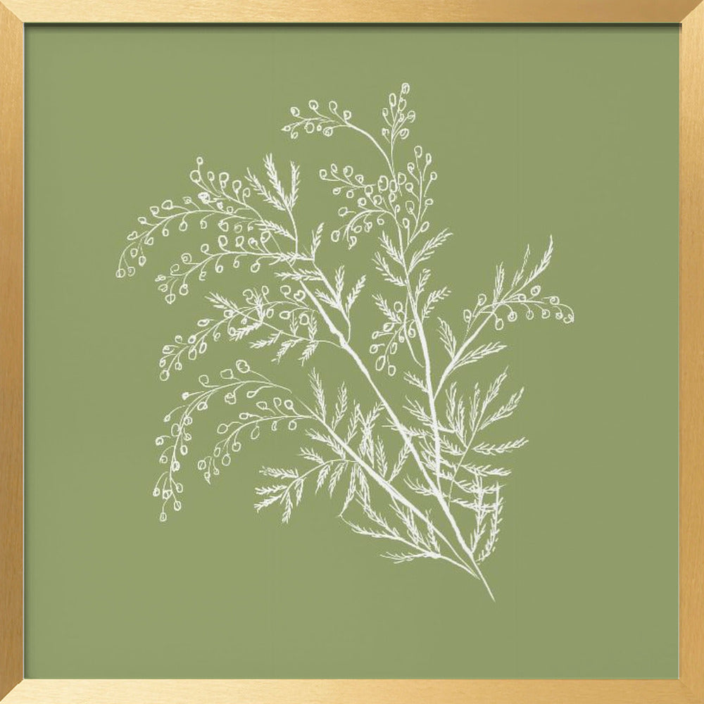 Acacia Botanical Branch Poster