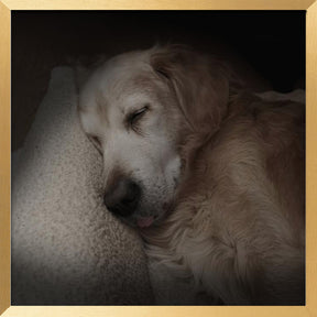 Sleeping Golden Poster