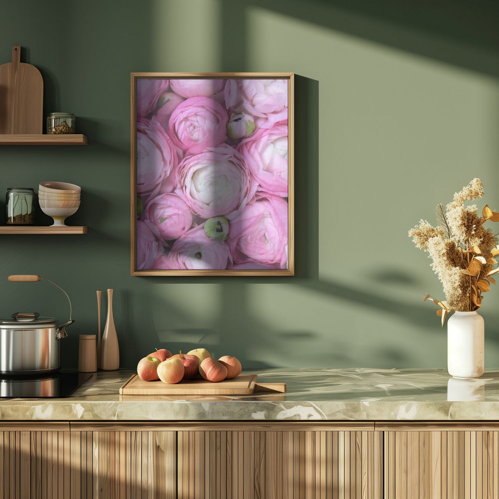 Pink ranunculus Poster