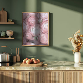 Subdued blush ranunculus Poster