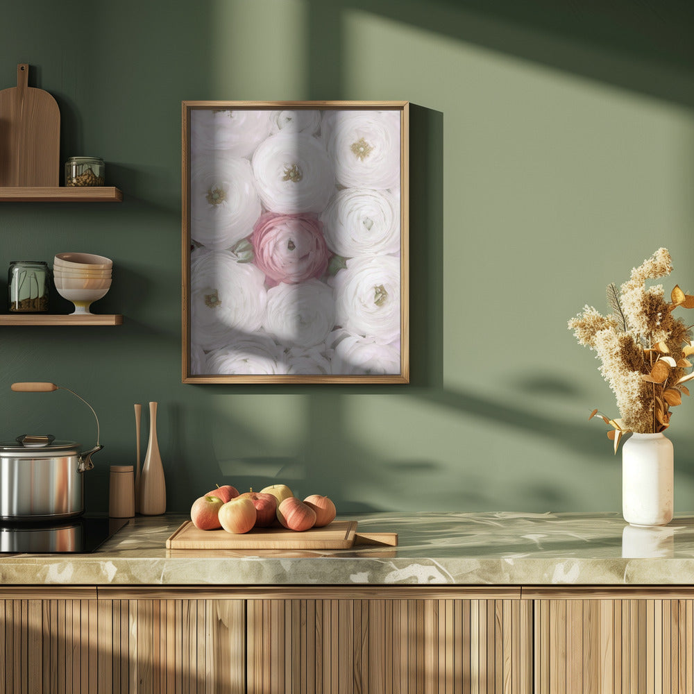 Singular ranunculus in blush Poster