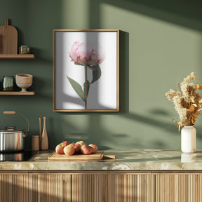 Pink peony II Poster