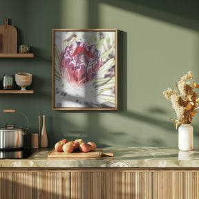 Wild Protea Poster