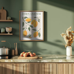 Citrus Limonum - Lemon Poster