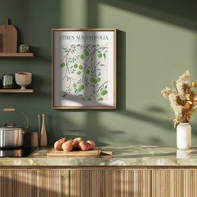 Citrus Aurantifolia - Lime Poster