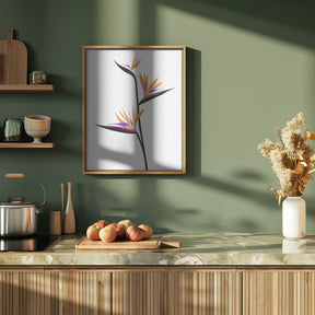 Bird of paradise in black Poster