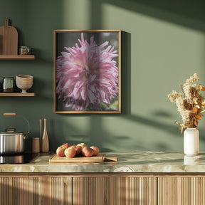 Light Pink Dhalia Poster