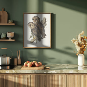 Masked Barn Owl Poster