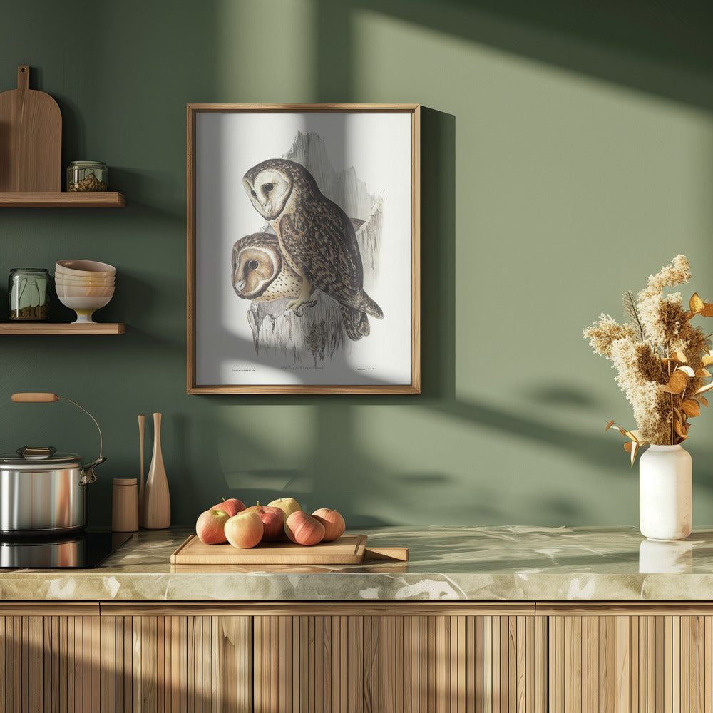 Chestnut Faced Owl Poster