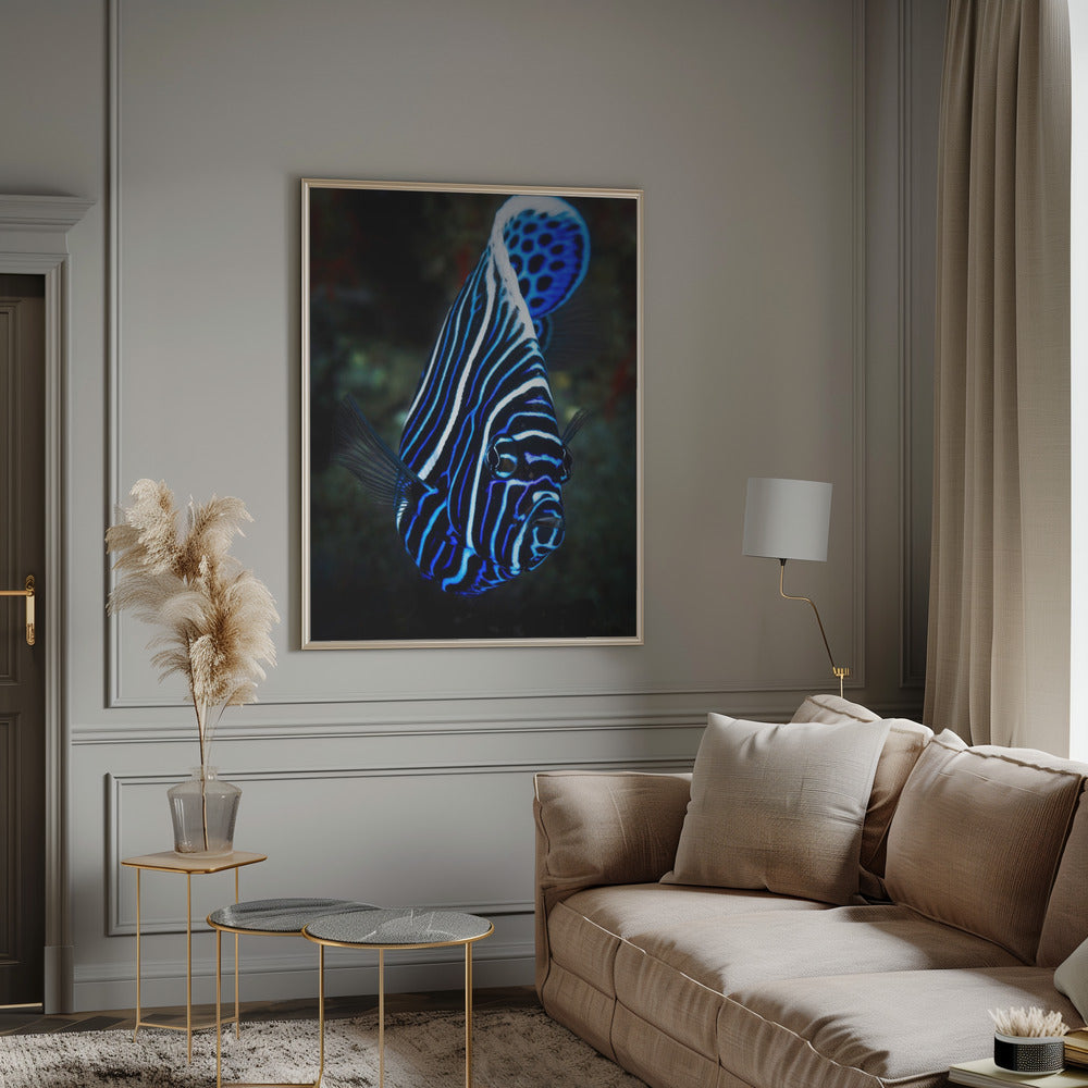 Emperor angelfish Poster