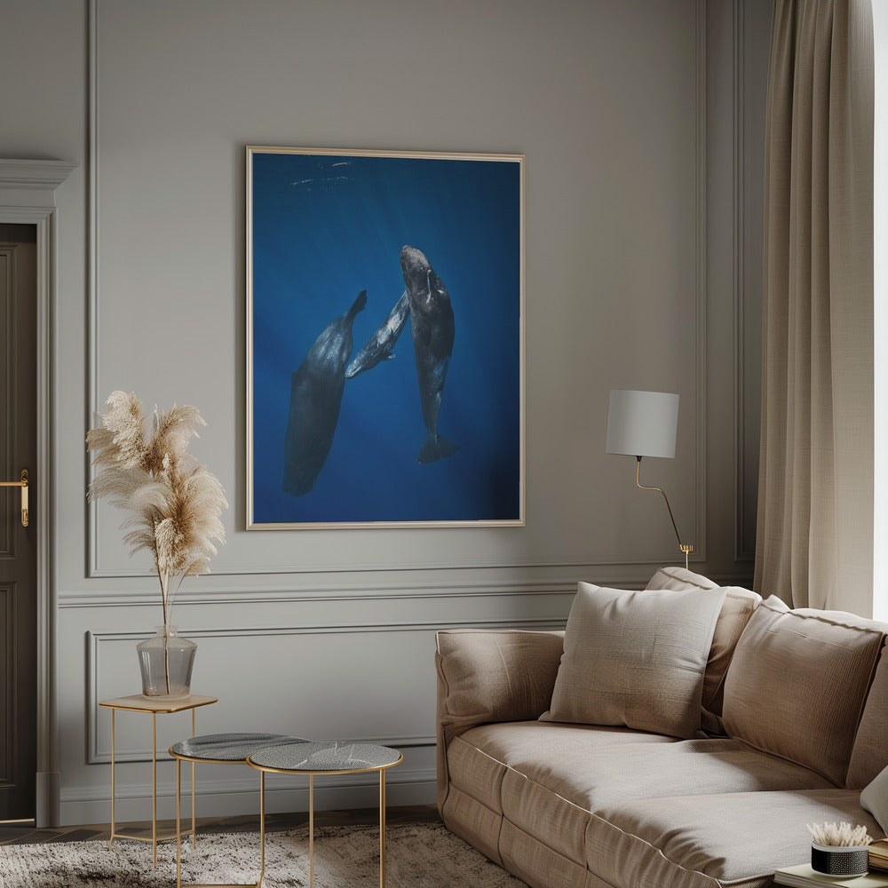 Sperm whale family Poster