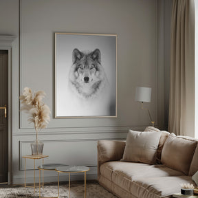 Portrait of a Timber Wolf Poster