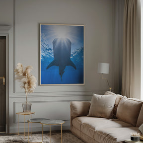 Whale shark and sun Poster