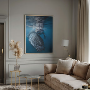 Humpback whale and calf Poster