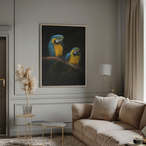 Macaw Parrots Poster