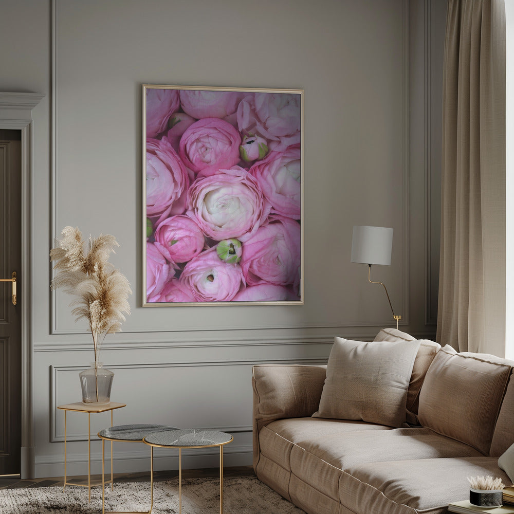 Pink ranunculus Poster