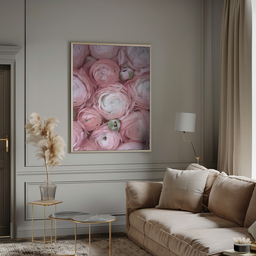 Subdued blush ranunculus Poster