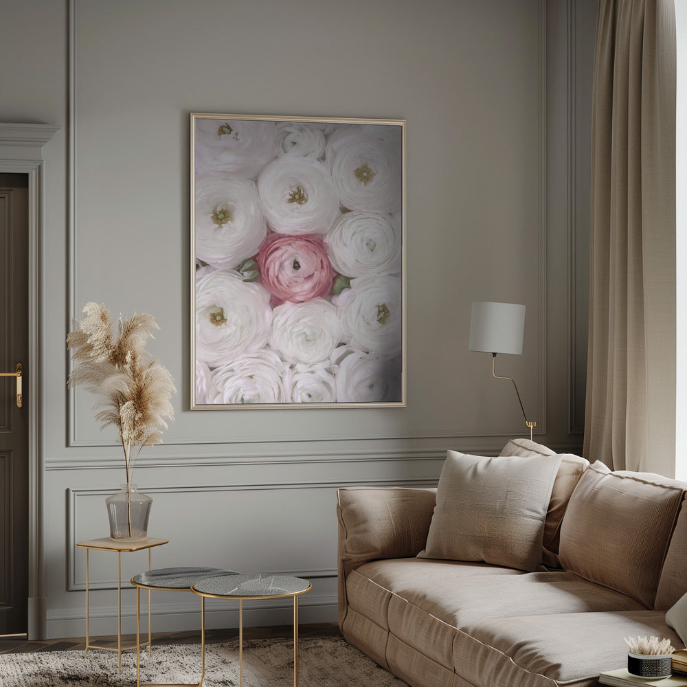 Singular ranunculus in blush Poster