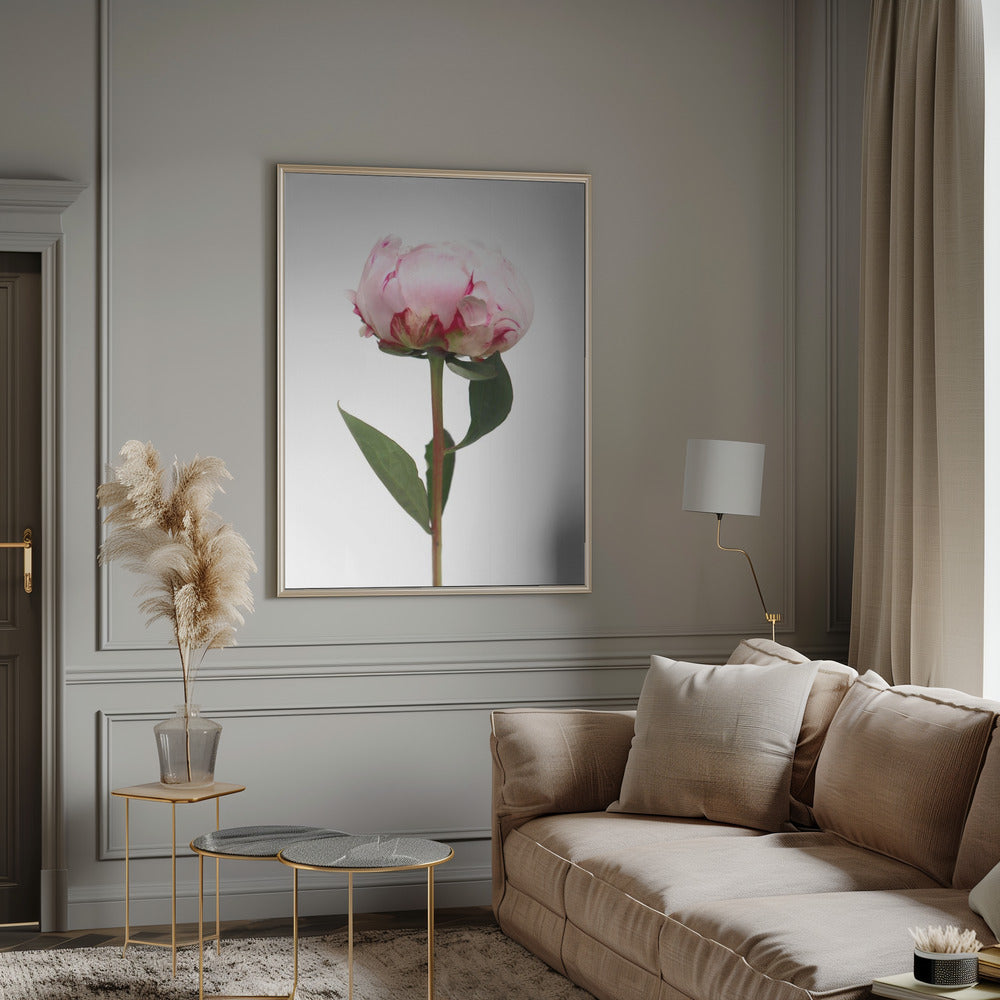 Pink peony II Poster