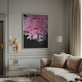 Pink peony V Poster