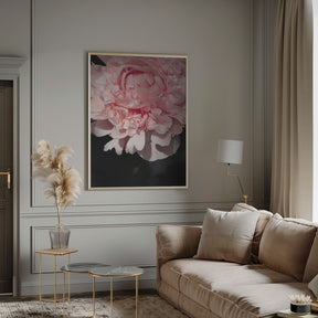 Blush peony V Poster