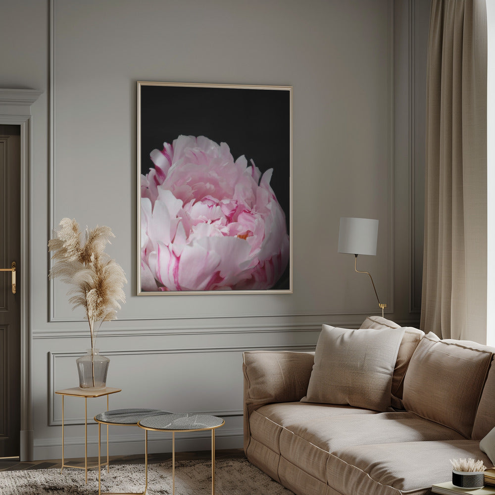 Pink peony VIII Poster