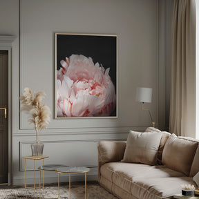 Blush peony VIII Poster