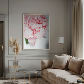 Blush peony VII Poster