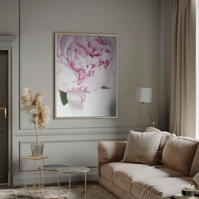 Subdued peony VII Poster