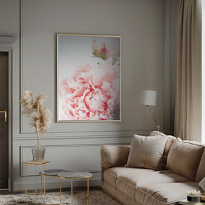 Blush peony IX Poster