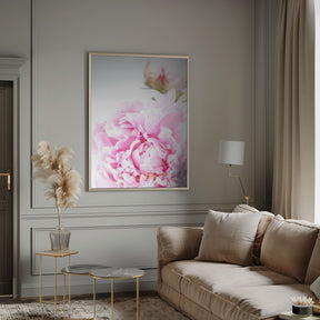 Pink peony IX Poster