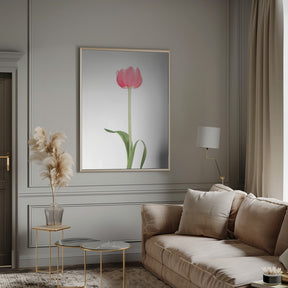 Pink tulip Poster