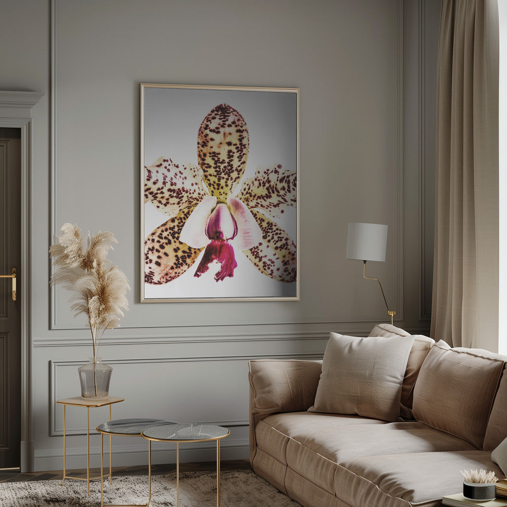 Coral Orchid Poster