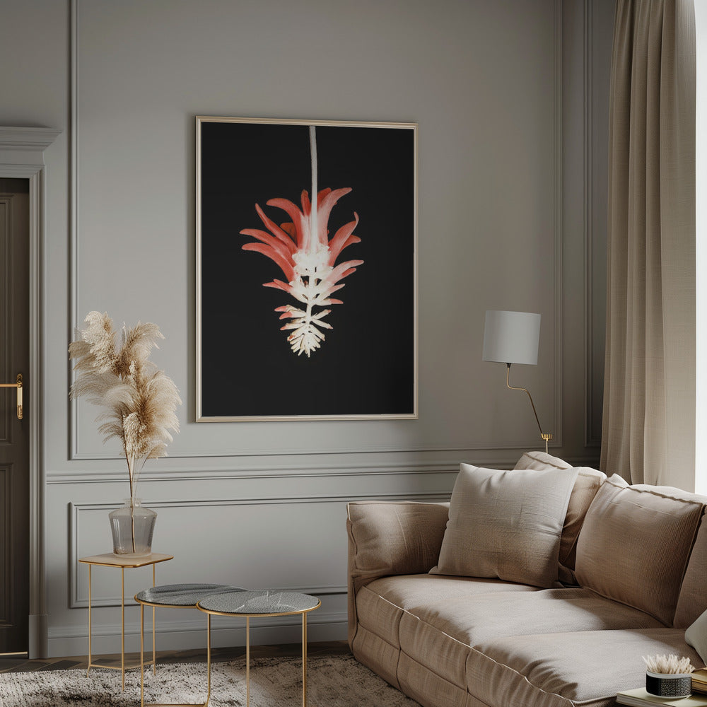 Coral Tree Flower Poster