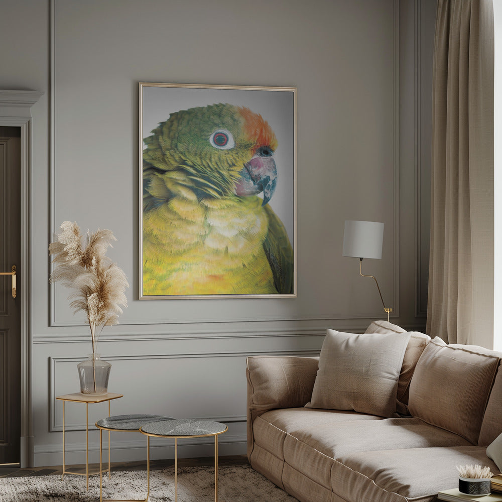 Parrot Poster