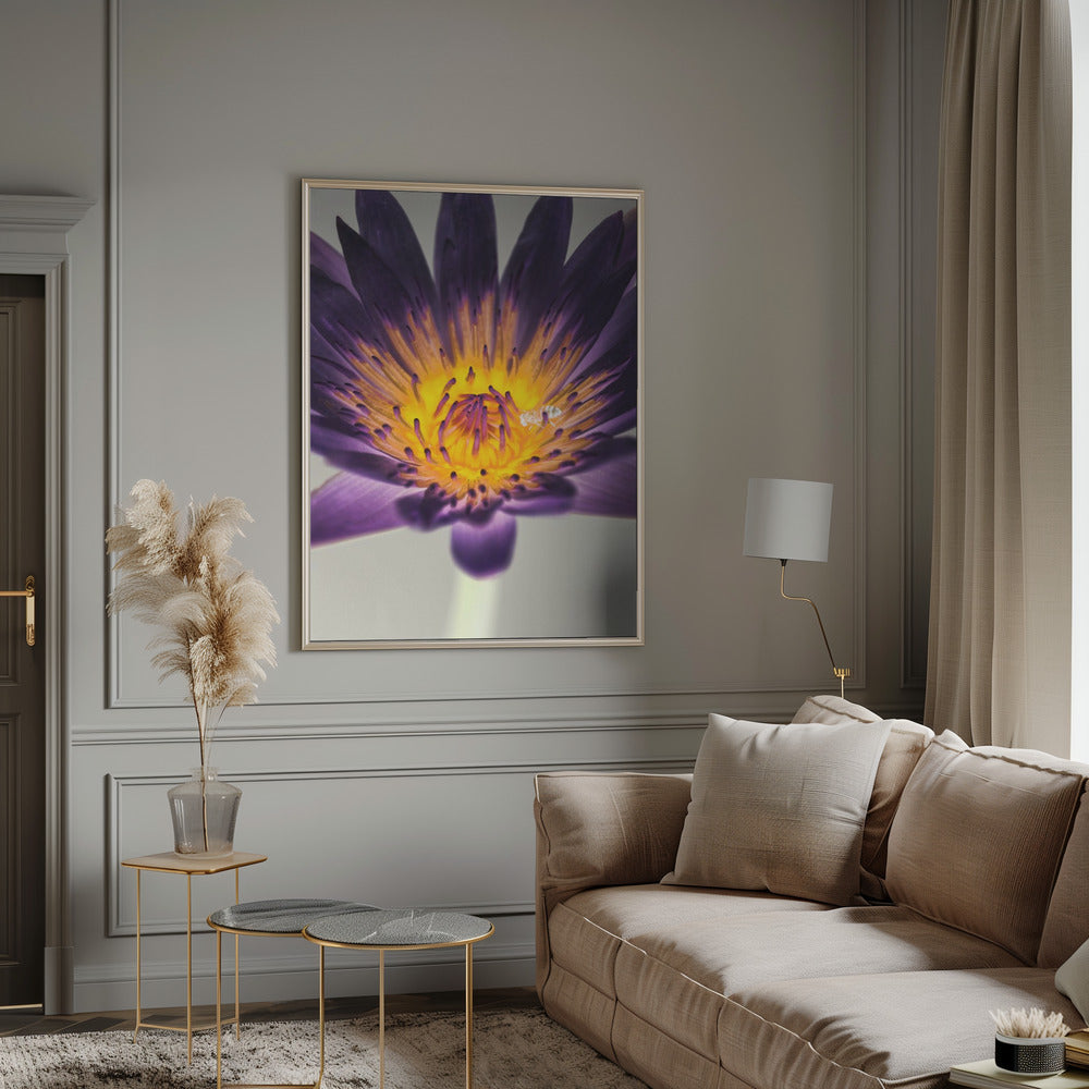 Water Lilly Poster