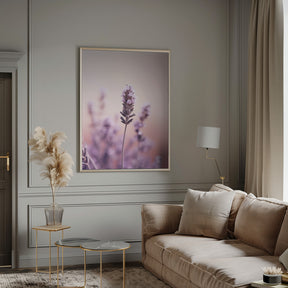 Lavender Detail Poster