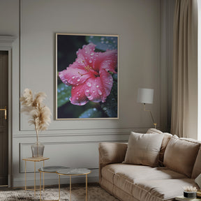 Pink Hibiscus Poster