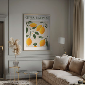 Citrus Limonum - Lemon Poster