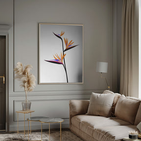 Bird of paradise in black Poster