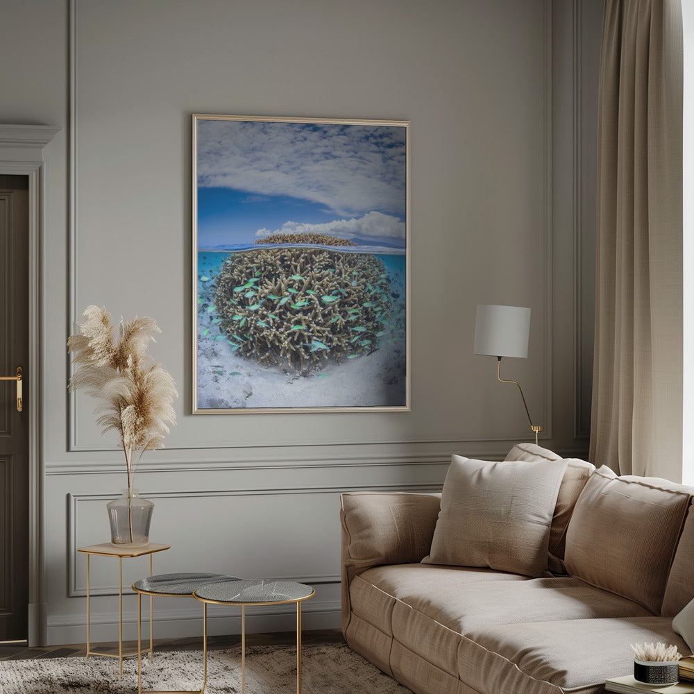 Coral Ball from Mayotte Poster