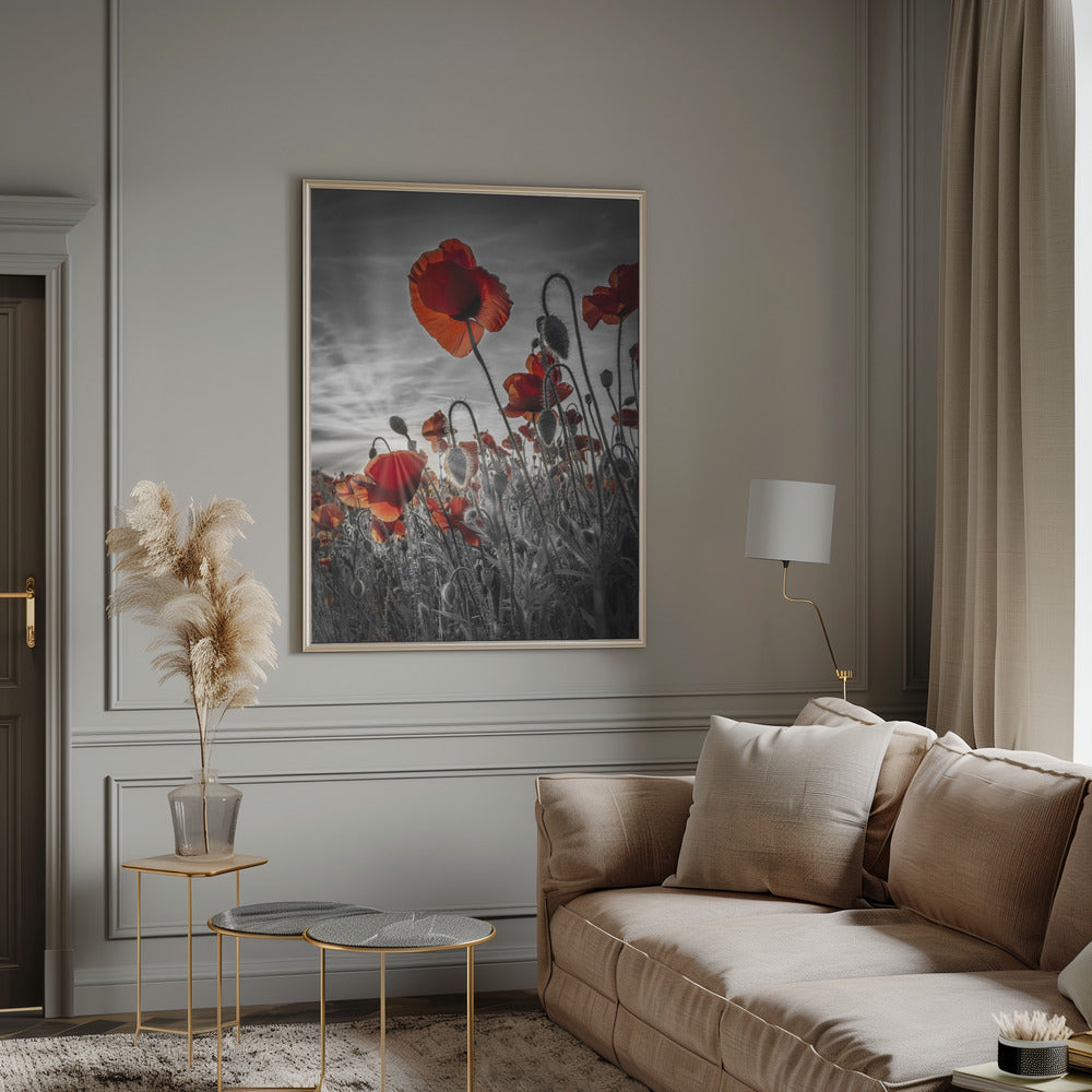 Fascinating poppies | colorkey Poster